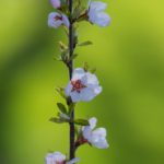 必赢亚洲网:揭秘亚洲博彩市场的热门游戏与策略 9kk0j